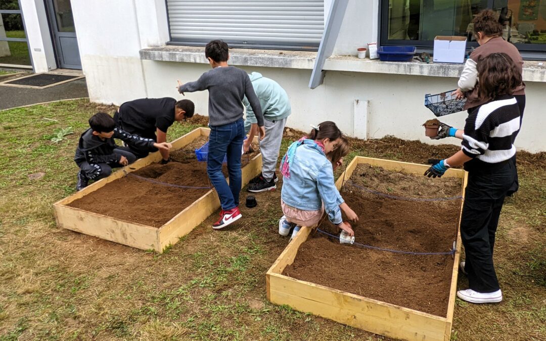 Les 6èmes se mettent au potager